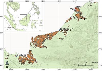 Fire in the Swamp Forest: Palaeoecological Insights Into Natural and Human-Induced Burning in Intact Tropical Peatlands